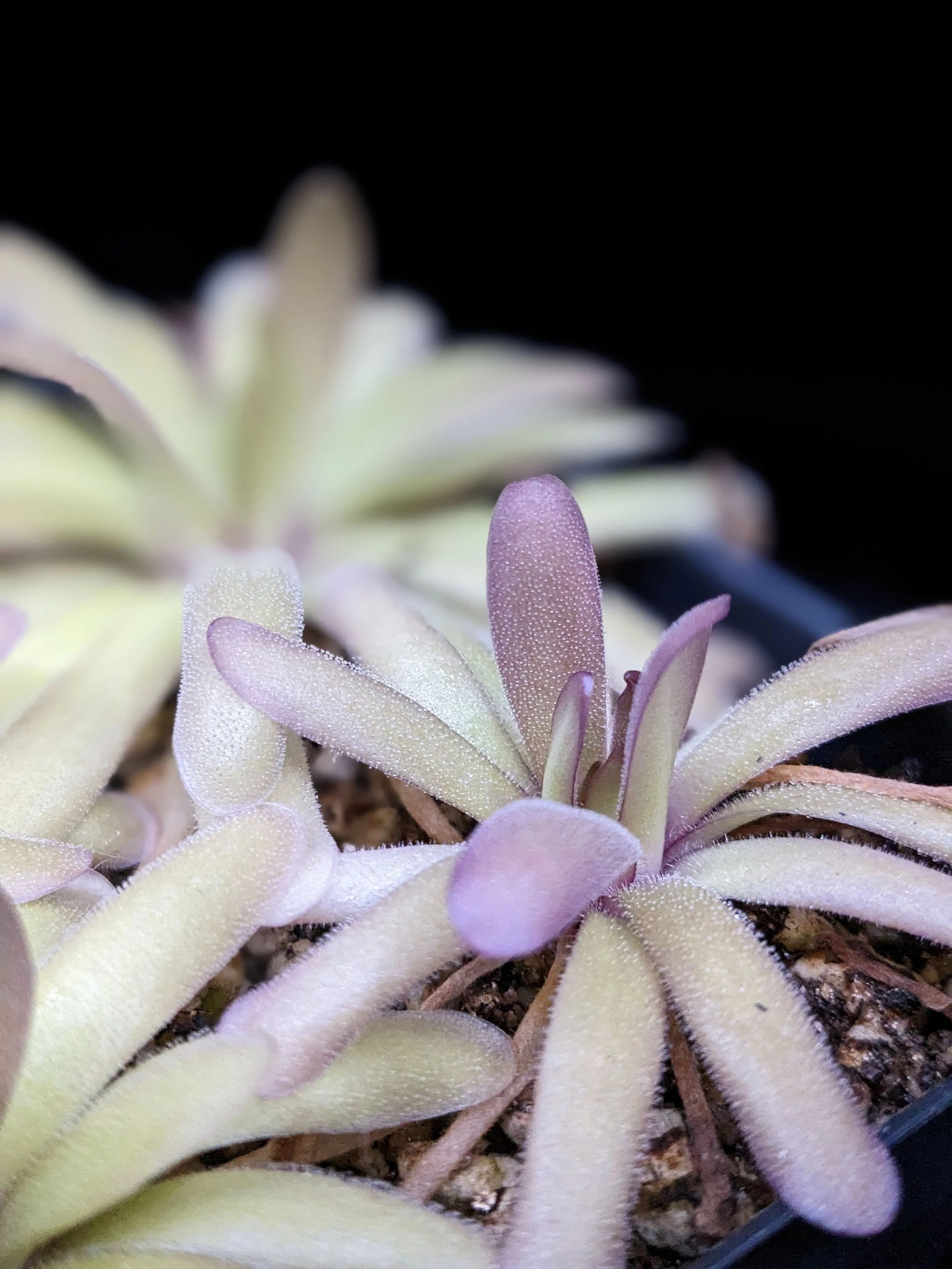 Pinguicula zecheri 'Faulisi' x moctezumae for Sale | Carnivorous